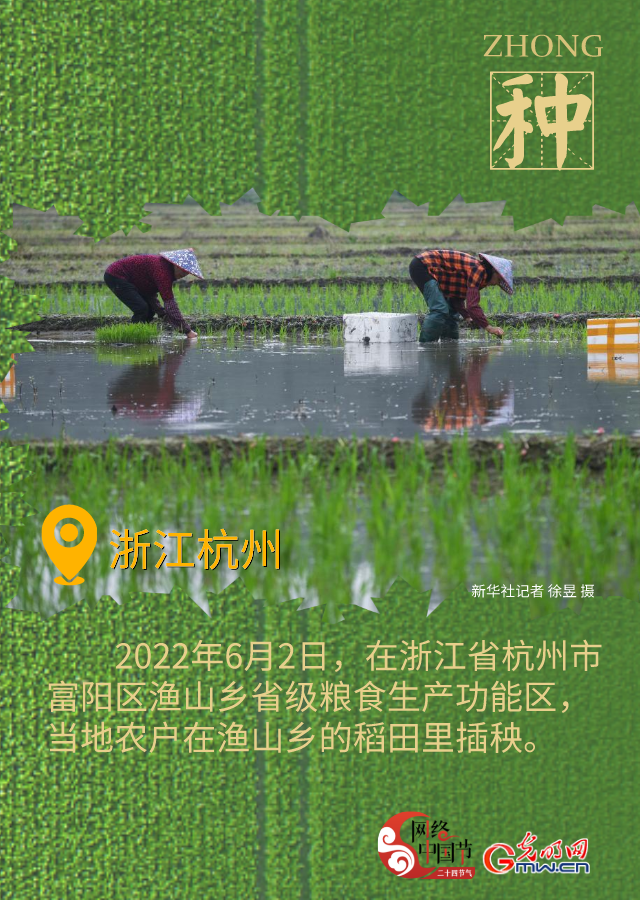 海報(bào)丨有收有種 芒種時節(jié)看希望的田野
