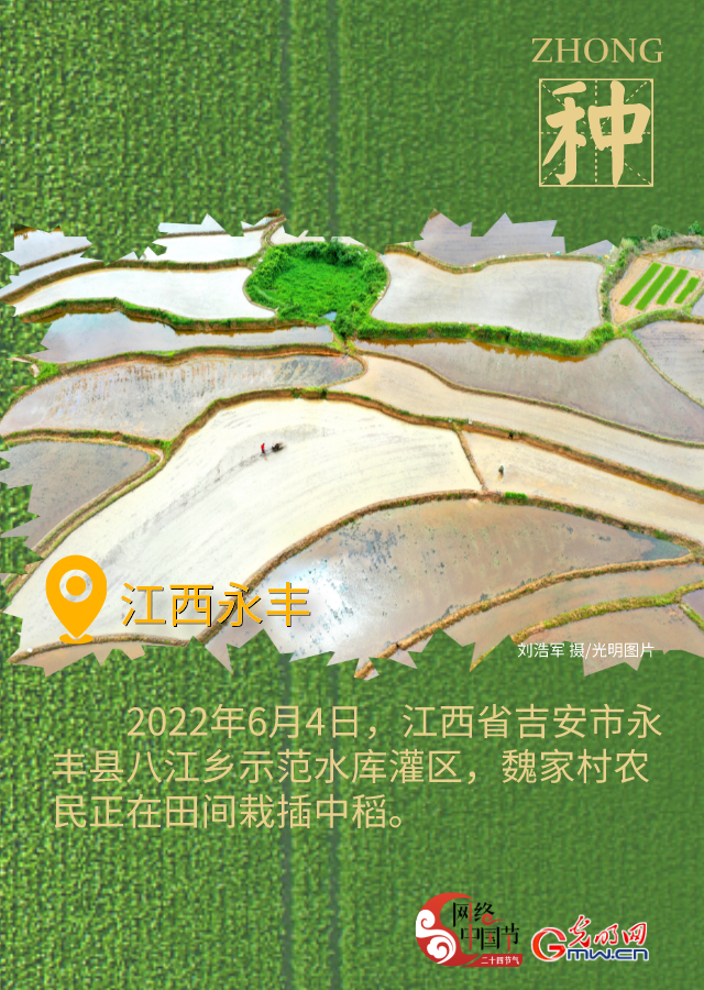 海報(bào)丨有收有種 芒種時節(jié)看希望的田野
