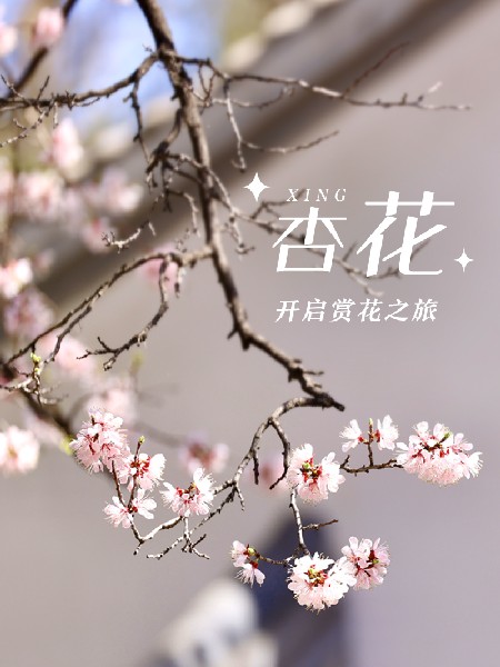 追花指南第六期！杏花雨 楊柳風(fēng) 北京最美的杏花在這里