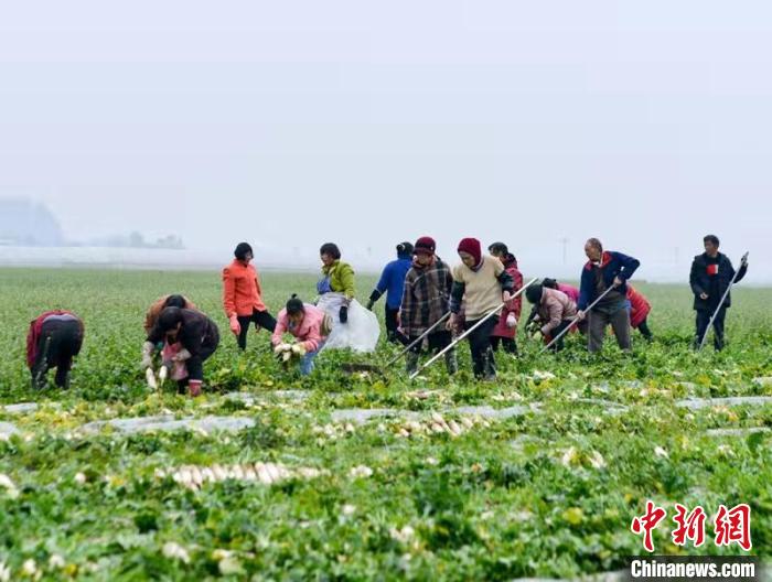 蔬菜基地工人正搶抓農(nóng)時采收蘿卜?！?汪澤民 攝