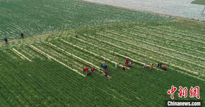 蔬菜基地工人正搶抓農(nóng)時采收蘿卜?！?彭圣洲 攝