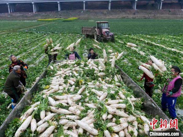 蔬菜基地工人正搶抓農(nóng)時采收蘿卜。　 汪澤民 攝