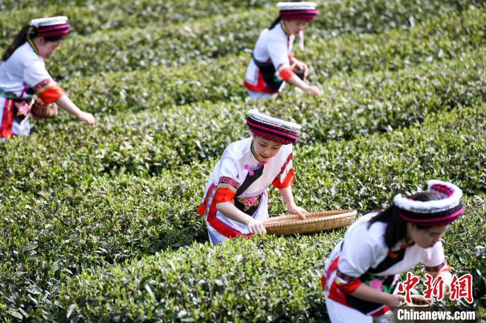 白族村民在茶園采摘?！钊A峰 攝