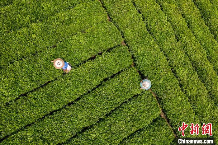 茶農(nóng)正在采摘新鮮茶葉?！√普?攝