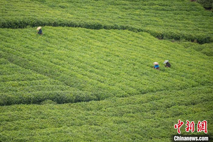 茶農(nóng)采摘谷雨茶。　唐哲 攝