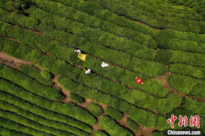茶農(nóng)正在采摘新鮮茶葉。　唐哲 攝