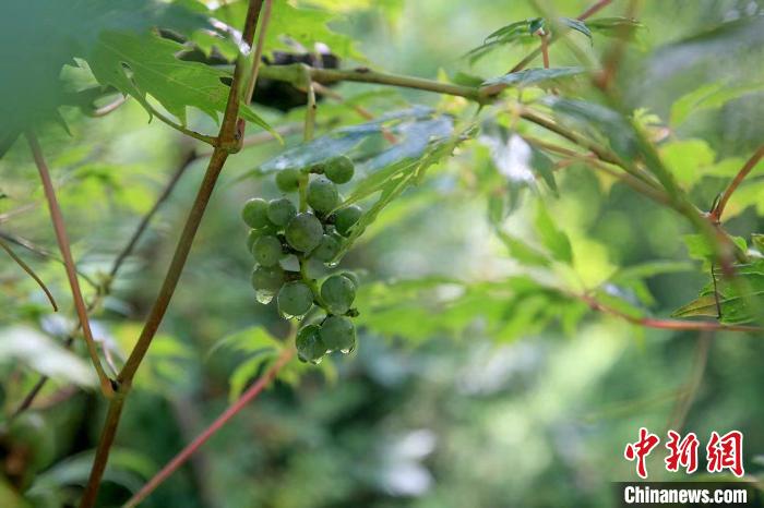 野生動(dòng)物在北京：如何筑牢生物多樣性“保護(hù)網(wǎng)”？