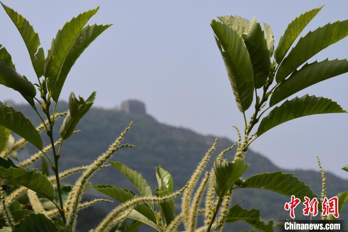長(zhǎng)城腳下，“栗”花盛開?！『略破?攝