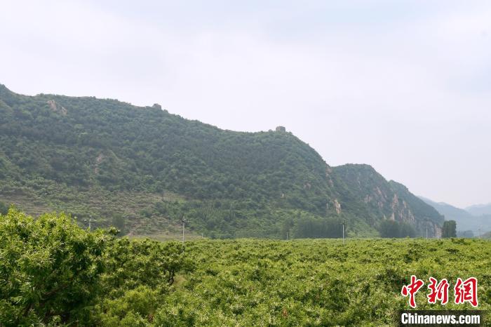 長(zhǎng)城腳下萬(wàn)畝栗花綻放，散發(fā)出淡淡清香。　郝云崎 攝