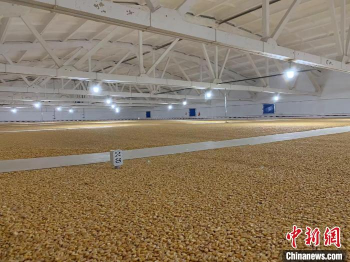 倉(cāng)內(nèi)清涼干爽、遍地金黃，上千平方米的糧食盡收眼底。　王惠琳 攝