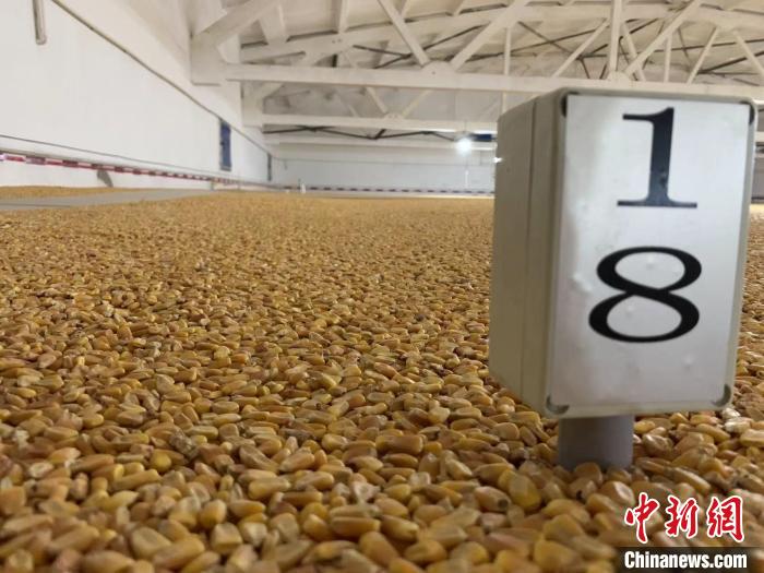 數(shù)千噸的小麥、玉米如同一塊塊被“切平”的巨型蛋糕“鑲嵌”在地面上?！⊥趸萘?攝