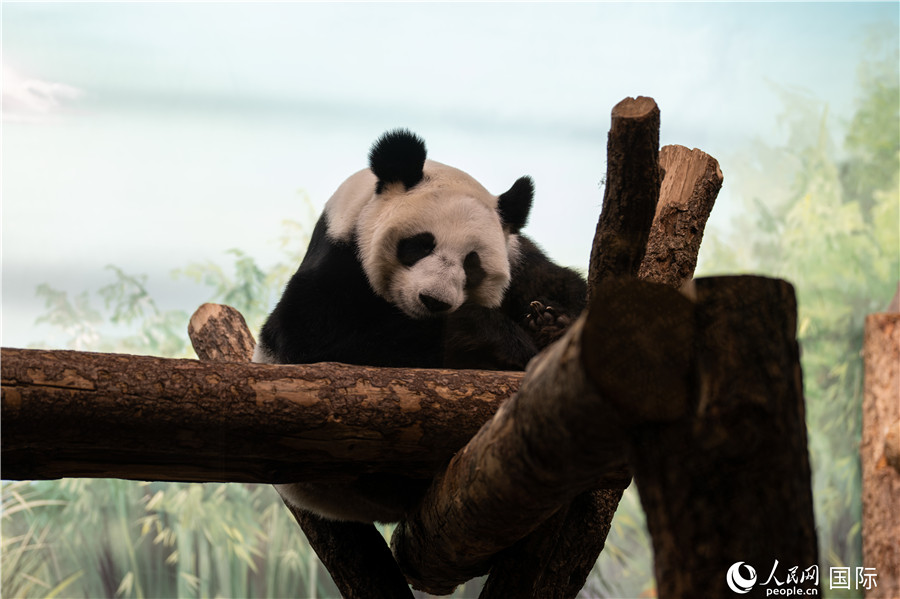 無(wú)比可愛(ài)的大熊貓“丁丁”。人民網(wǎng)記者 翁奇羽攝