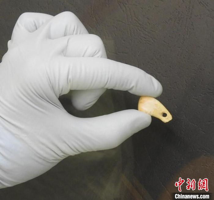 打孔鹿牙墜飾提取DNA后(圖片來(lái)自馬克斯·普朗克演化人類學(xué)研究所)?！∈┢樟指瘛ぷ匀?供圖