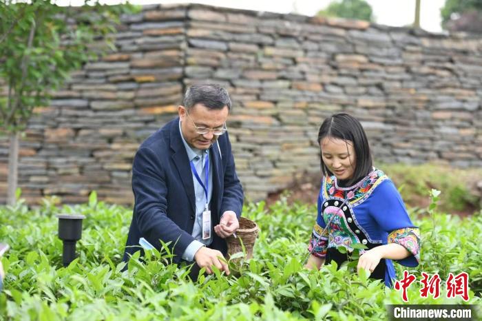 東盟國家媒體記者在辰龍關(guān)茶園采茶?！钊A峰 攝