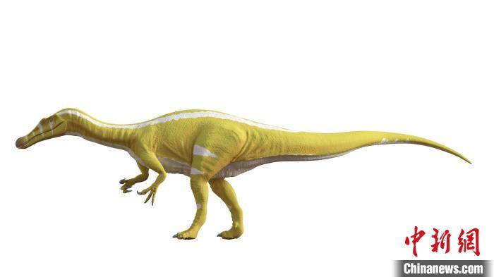 棘龍類新物種Protathlitis cinctorrensis(圖源Grup Guix)。　施普林格·自然 供圖