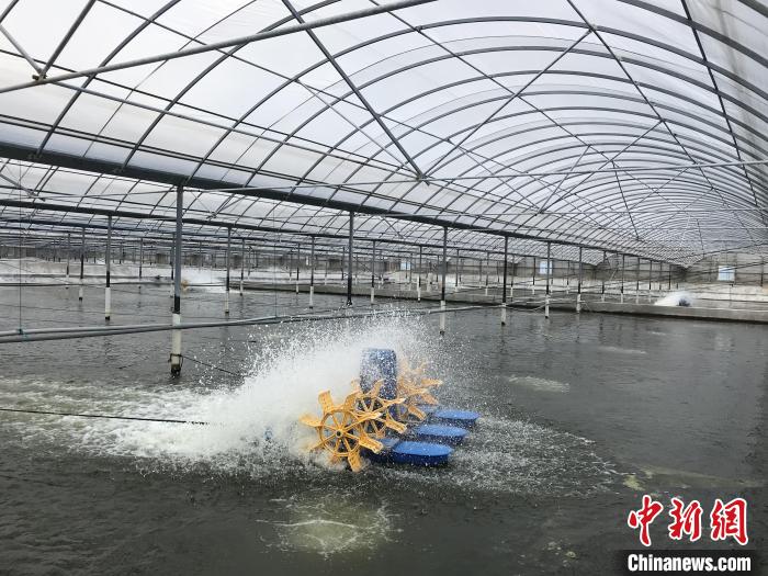 南美白對(duì)蝦養(yǎng)殖基地?！∠笊轿r蟹科技小院供圖