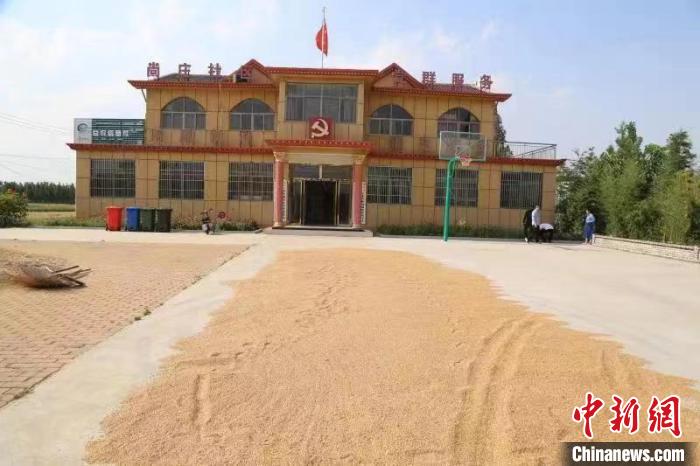 農(nóng)民在邳莊鎮(zhèn)尚莊村黨群服務(wù)中心大院里曬糧。　賈萌 攝