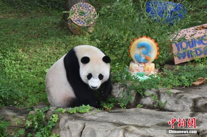 當(dāng)?shù)貢r(shí)間8月21日，旅美大熊貓幼崽“小奇跡”迎來3周歲生日。華盛頓國家動(dòng)物園給“小奇跡”舉辦了“生日派對(duì)”，眾多游客前來給“小奇跡”慶生。<a target='_blank' href='/'><p  align=