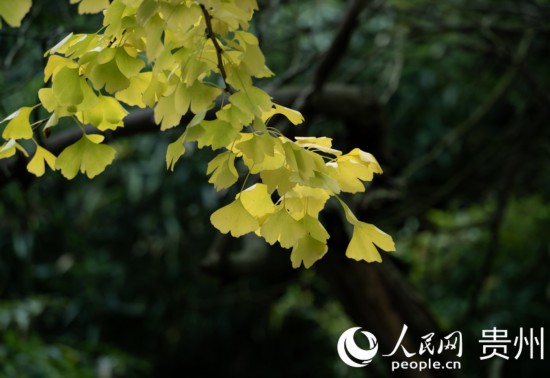觀山湖公園秋意漸濃。人民網(wǎng) 陽茜攝