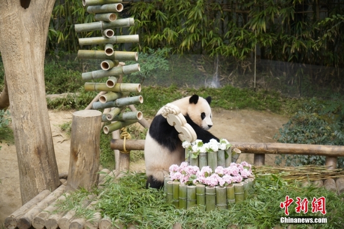 資料圖：旅韓大熊貓“福寶”。<a target='_blank' href='/'><p  align=