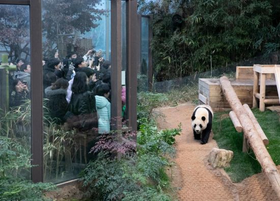 2月20日，韓國民眾在韓國愛寶樂園參觀大熊貓“福寶”。新華社記者姚琪琳攝