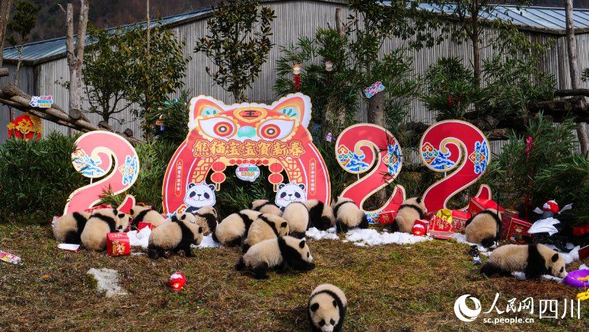 熊貓寶寶賀新春、迎冬奧。李傳有攝