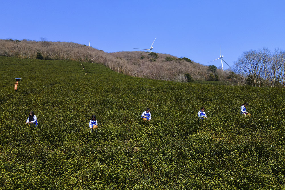 茶農(nóng)們搶抓晴好天氣采摘春茶。楊云中攝