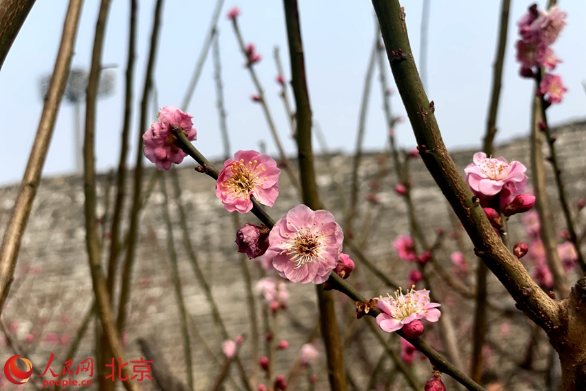 明城墻遺址公園梅花初綻。 人民網(wǎng) 池夢蕊攝