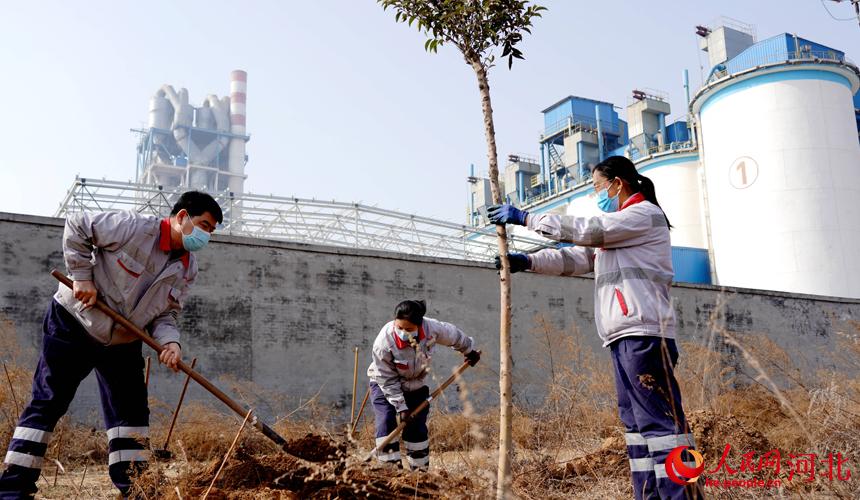 邢臺(tái)金隅職工在石邢公路沿線植樹(shù)。 宋繼昌攝