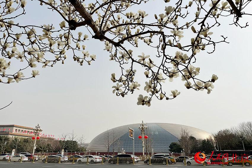 長安街畔玉蘭綻放。人民網(wǎng) 尹星云攝