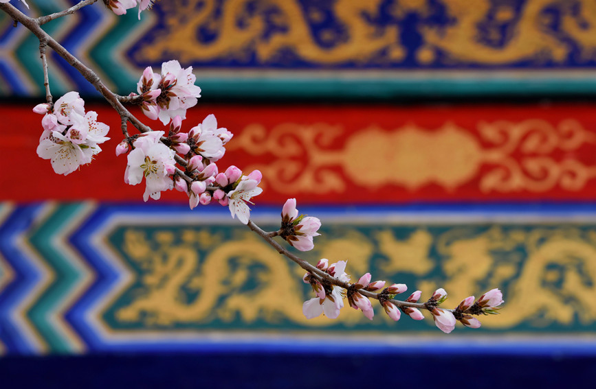 “云”賞桃花相映紅。紅橋區(qū)委宣傳部供圖