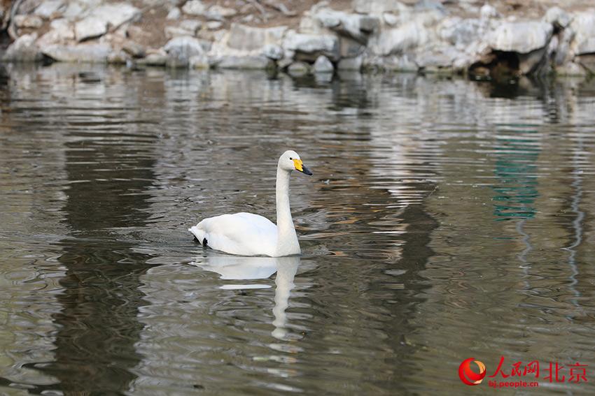 北京動物園水禽湖上，水鳥游弋其中，傳遞春的消息。人民網(wǎng) 尹星云攝