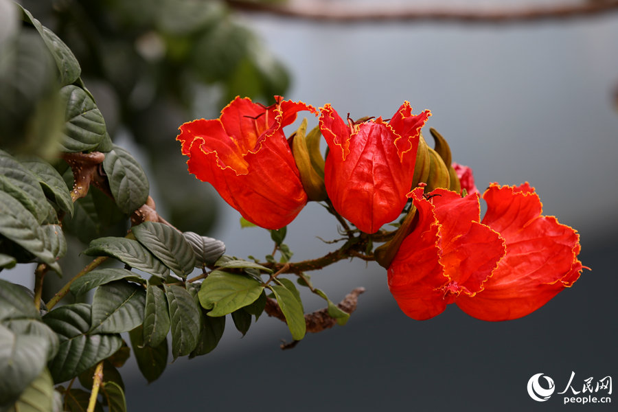 火焰木花朵呈紅色或橙紅色。人民網(wǎng) 陳博攝