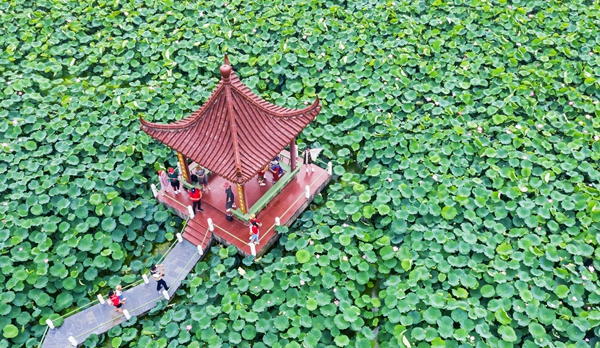 圖為金湖萬(wàn)畝荷花蕩。陳義寶攝