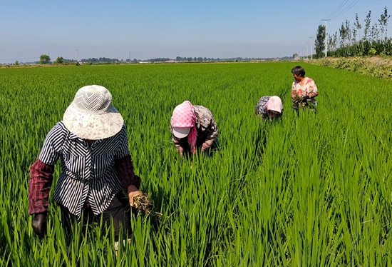 7月15日，農(nóng)民在河北省玉田縣石臼窩鎮(zhèn)王家樓村稻田勞作。 張仁杰攝