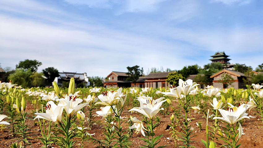 北京世園公園百合陸續(xù)盛放。（北京世園公園供圖）