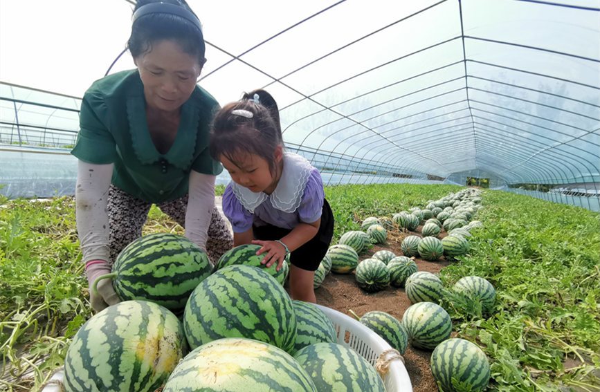 在北辰區(qū)雙街鎮(zhèn)的西瓜種植基地內(nèi)，種植農(nóng)戶們正忙著采收。陳立興攝