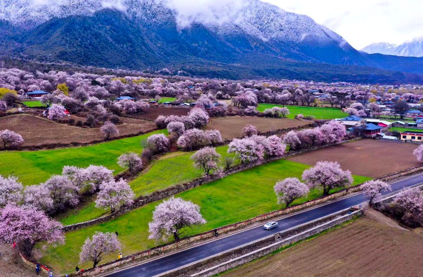 波密縣傾多鎮(zhèn)如納村盛開的桃花。徐馭堯攝