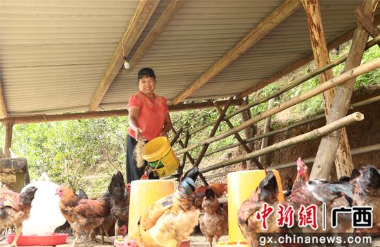 7月4日，在廣西柳州市融安縣大坡鄉(xiāng)崗偉村，脫貧戶藍(lán)遠(yuǎn)仙在給“大坡飛雞”喂食。覃慶和 攝