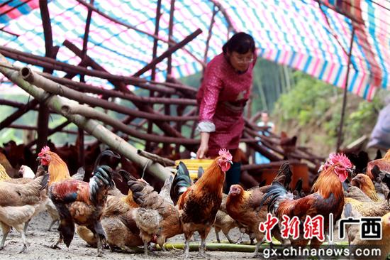 肖益群正在飼養(yǎng)土雞。