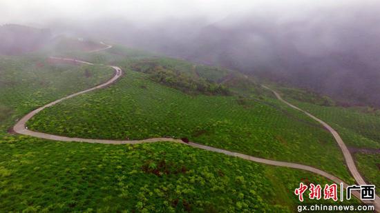 廣西柳州市融安縣大良鎮(zhèn)古蘭村的金桔產(chǎn)業(yè)道路。譚凱興 攝