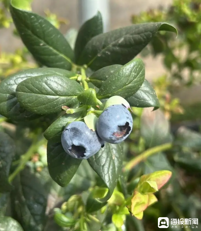 西瓜、藍(lán)莓、草莓上高原！山東濰坊援藏組因地制宜打造特色蔬菜發(fā)展中心