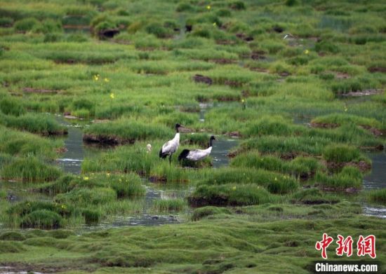 圖為祁連山國(guó)家公園青海片區(qū)內(nèi)的黑頸鶴。　祁連山國(guó)家公園青海省管理局供圖 攝