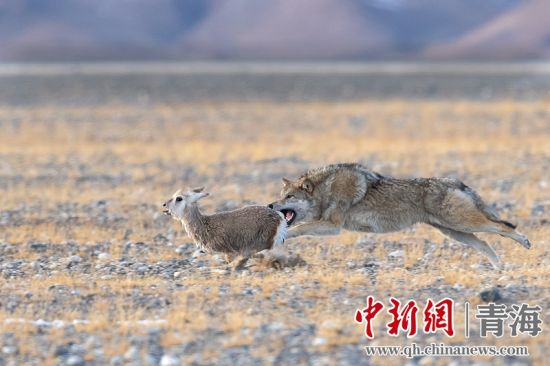 圖為獲獎(jiǎng)作品。同海元供圖