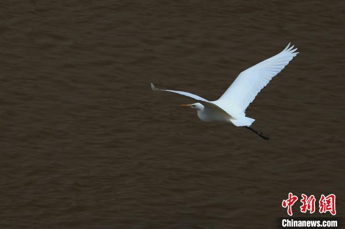 青?！澳赣H河”湟水水質(zhì)改善引鷺鳥嬉戲