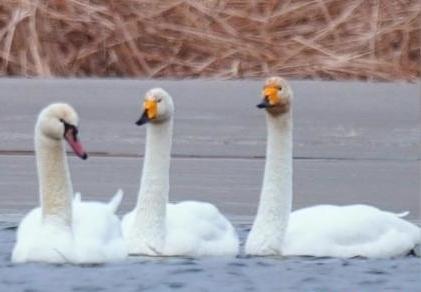 圖為疣鼻天鵝與大天鵝。　青海國家公園觀鳥協(xié)會供圖 攝