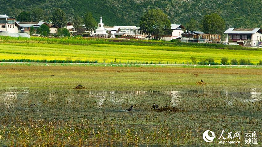 納帕海成為鳥類遷徙停留地。呂昊辰攝