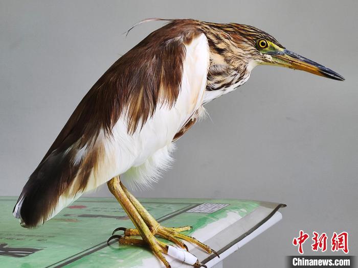 圖為被救助的國(guó)家一級(jí)重點(diǎn)保護(hù)動(dòng)物池鷺。　柳澤田 攝