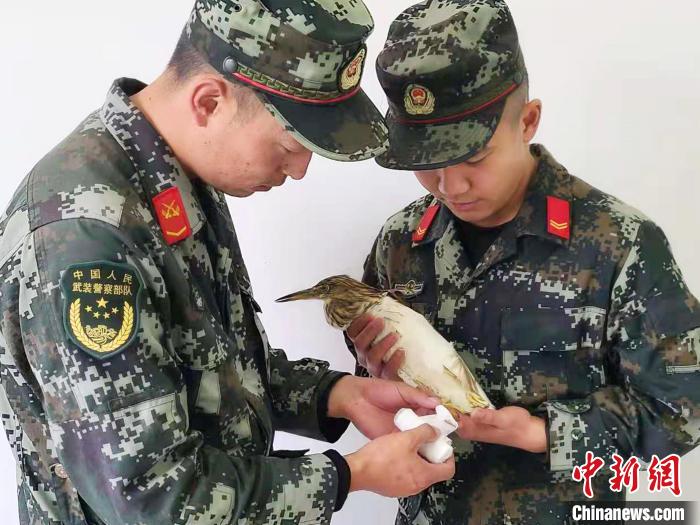 圖為武警官兵正在為國(guó)家一級(jí)重點(diǎn)保護(hù)動(dòng)物池鷺包扎。　柳澤田 攝