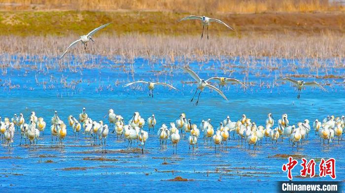 沿海濕地，鳥類天堂?！←}城市委宣傳部供圖
